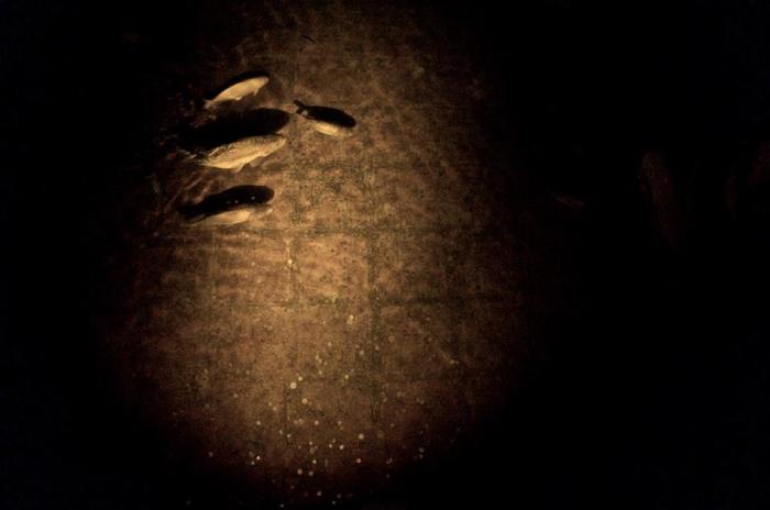 18630_840587212643908_3606715479512740663_n